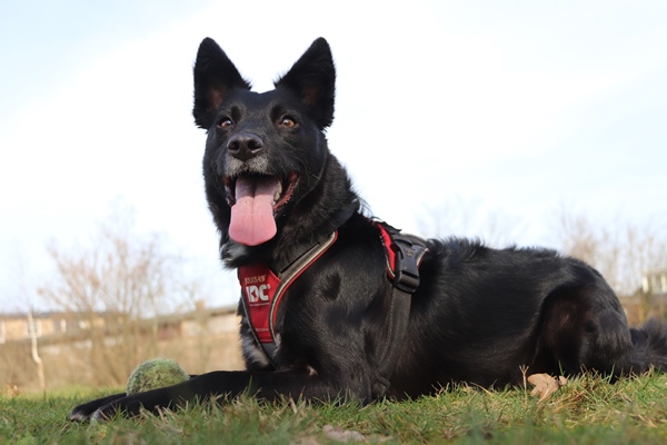 Hond met Julius-K9 longwalk